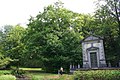 Pterocarya fraxinifolia in Mariemont park (Belgium)