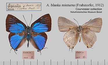 Museum specimen