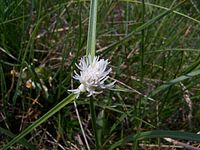 Carex baldensis