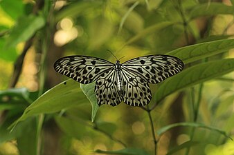 Dorsal view