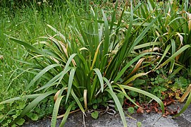 Iris foetidissima (Poitiers, Vienne, France)