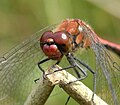 head, male