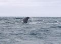 Sperm Whale diving, off New Zealand