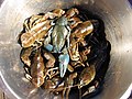 European crayfish (Astacus astacus) in a steel bowl