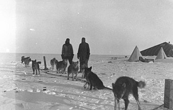 sledge dogs