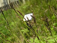 Carex pediformis