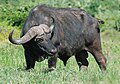 Cape Buffalo (Addo).JPG