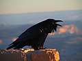 National bird - Tibetan Raven