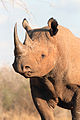 Black rhino (head and shoulder view).jpeg