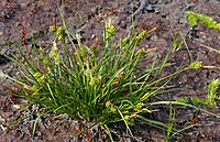 Carex viridula