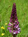 Orchis × hybrida Germany - Saarland