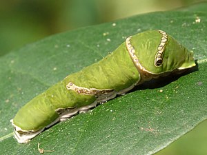 Larva