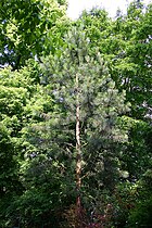 Young Monterey Pine, Germany