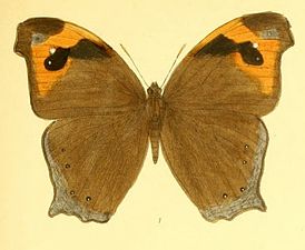 Dorsal view