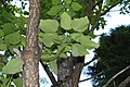 Populus wilsonii foliage underside