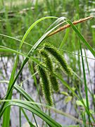 Carex pseudocyperus