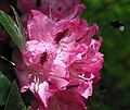 Rhododendron catawbiense