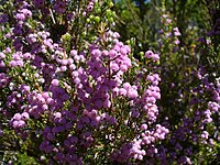 Erica hirtiflora