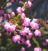 Erica spumosa