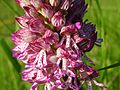 Orchis × hybrida France - Fort-Louis