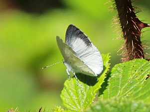 Dorsal view