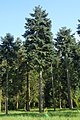 Abies procera