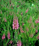 Erica vagans pink