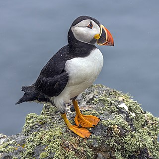 Puffin (Fratercula arctica)