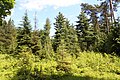 Abies lasiocarpa subsp. ?