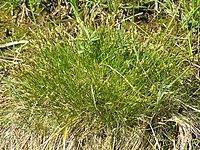 Carex davalliana