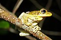 The Cuban tree frog can be found on the island