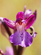 Orchis × bornemanniae Anacamptis × gennarii nothossp. bornemanniae