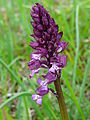 Orchis × hybrida France - Dordogne Saint-Amand-de-Coly