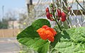 buds and flower