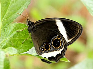 Ventral view