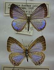 Dorsal view