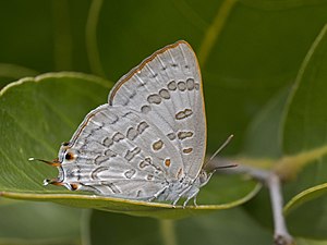 Ventral view