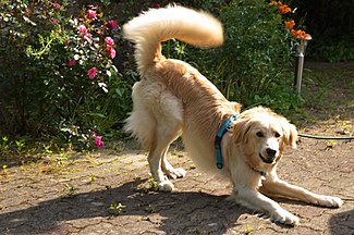 Dogs bowing to initiate play