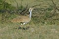 Provincial bird of Balochistan (Pakistan)