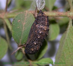 Pupa