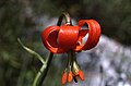 Lilium pomponium