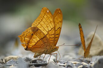 Ventral view