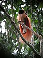 The raggiana bird-of-paradise is native to New Guinea