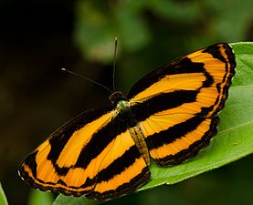 Dorsal view