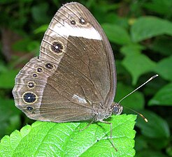 Ventral view (wet season form)