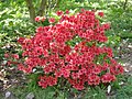 Rhododendron viscosum