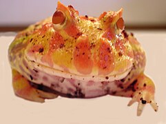 Pacman frog