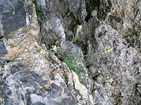 Artemisia umbelliformis