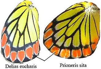 Wing images of Prioneris sita and Delias eucharis