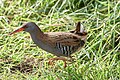 Wasserralle im Vogelreservat Le Teich in Frankreich